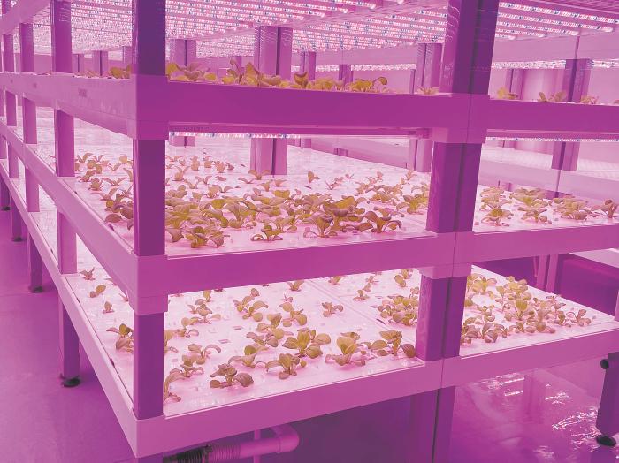 在物美植物工廠里，通過LED燈的照射，蔬菜散發(fā)勃勃生機。受訪者供圖